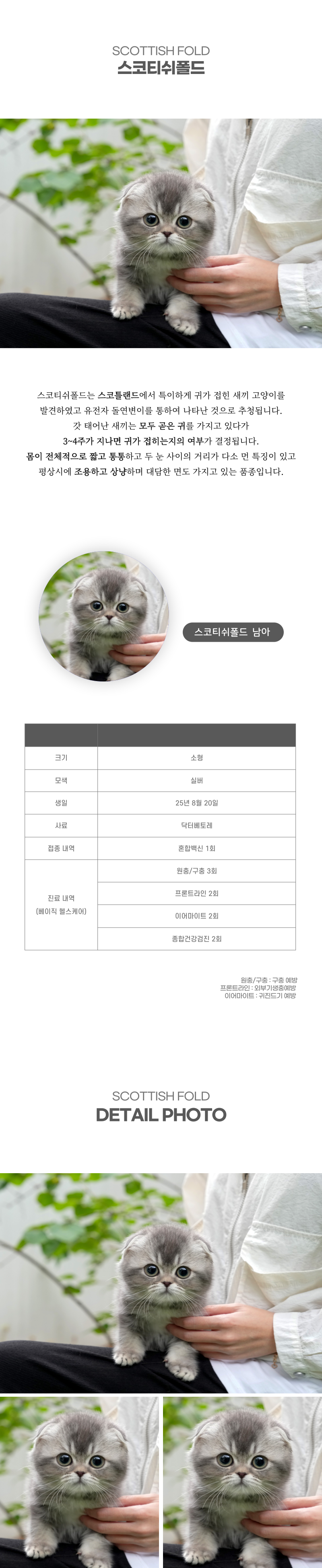 스코티쉬폴드_상세이미지_2